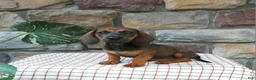 Miniature Dachshund dogs for sale: Tina - Ad 2