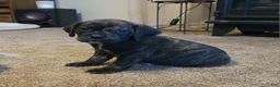 Puggle dogs for sale: Copper - Ad 3