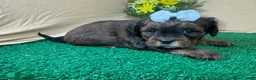Shihpoo dogs for sale: Shihpoo 4 - Ad 5