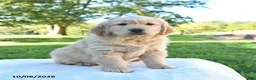 Golden Retriever dogs for sale: Ricky  - Ad 4