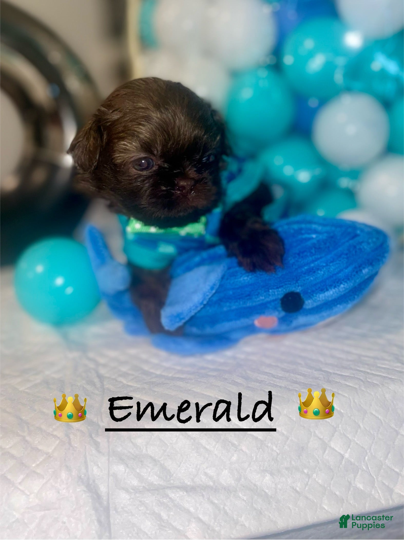 Shih Tzu dogs Shih Tzu Puppy 4 - Ad 2