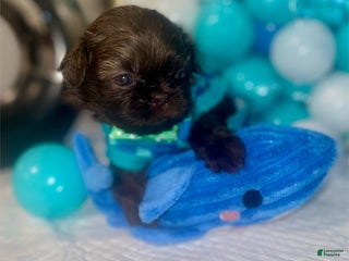 Shih Tzu dogs Shih Tzu Puppy 4 - Ad 1