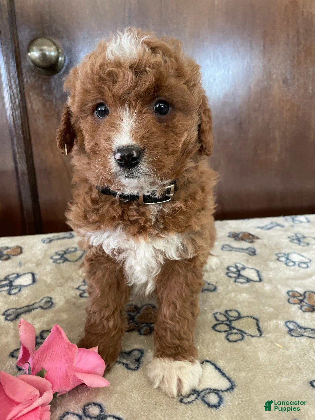Mini Goldendoodle dogs for sale: Romeo - Ad 1