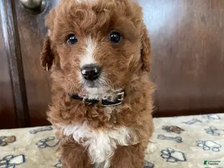 Mini Goldendoodle dogs Romeo - Ad 18