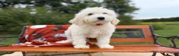 Mixed Breed dogs for sale: Moose (Boy) - Ad 6
