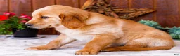 Golden Retriever dogs for sale: Calla - Ad 6