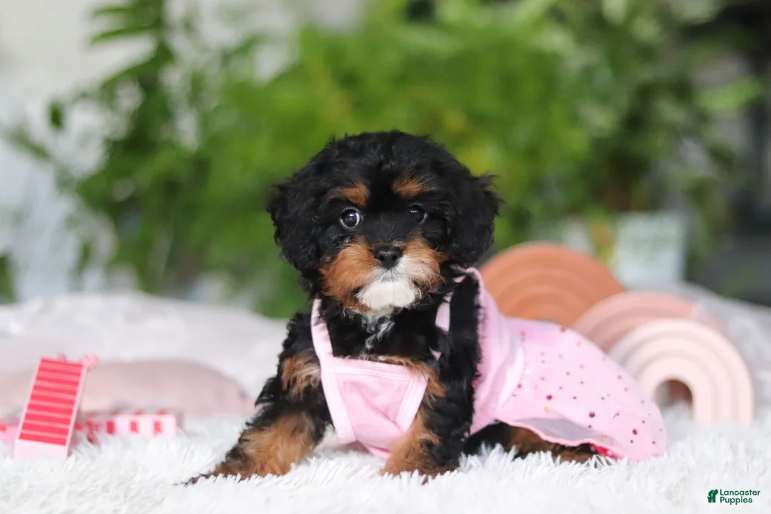 Cavapoo dogs for sale: Charity - Ad 3