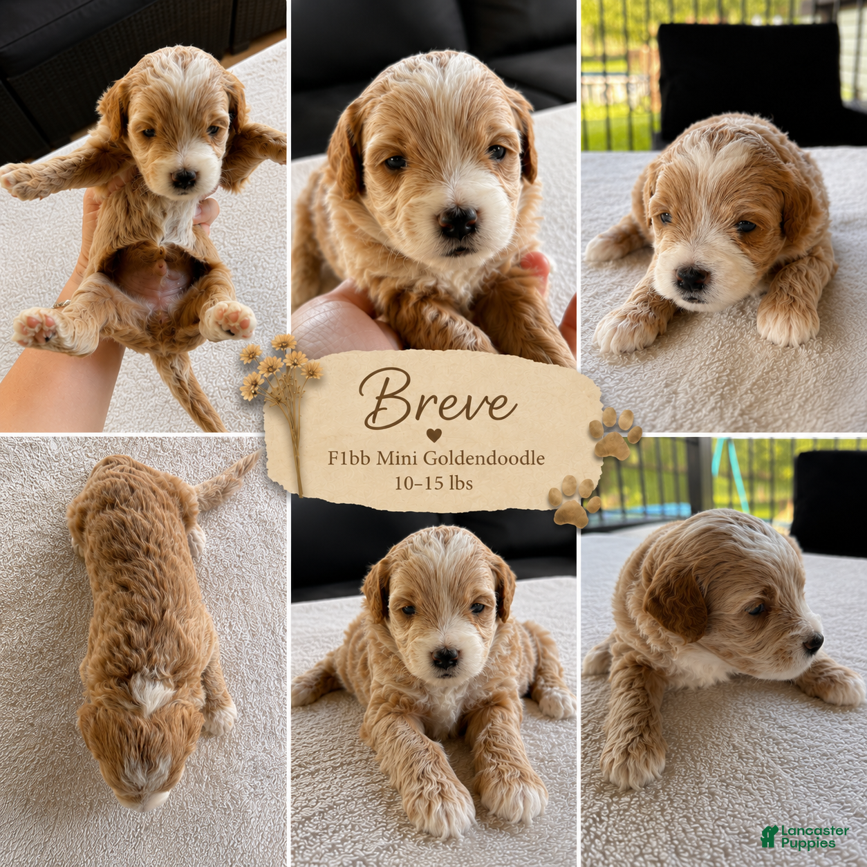 Mini Goldendoodle dogs BREVE🐶Caramel with Tuxedo markings - Ad 22