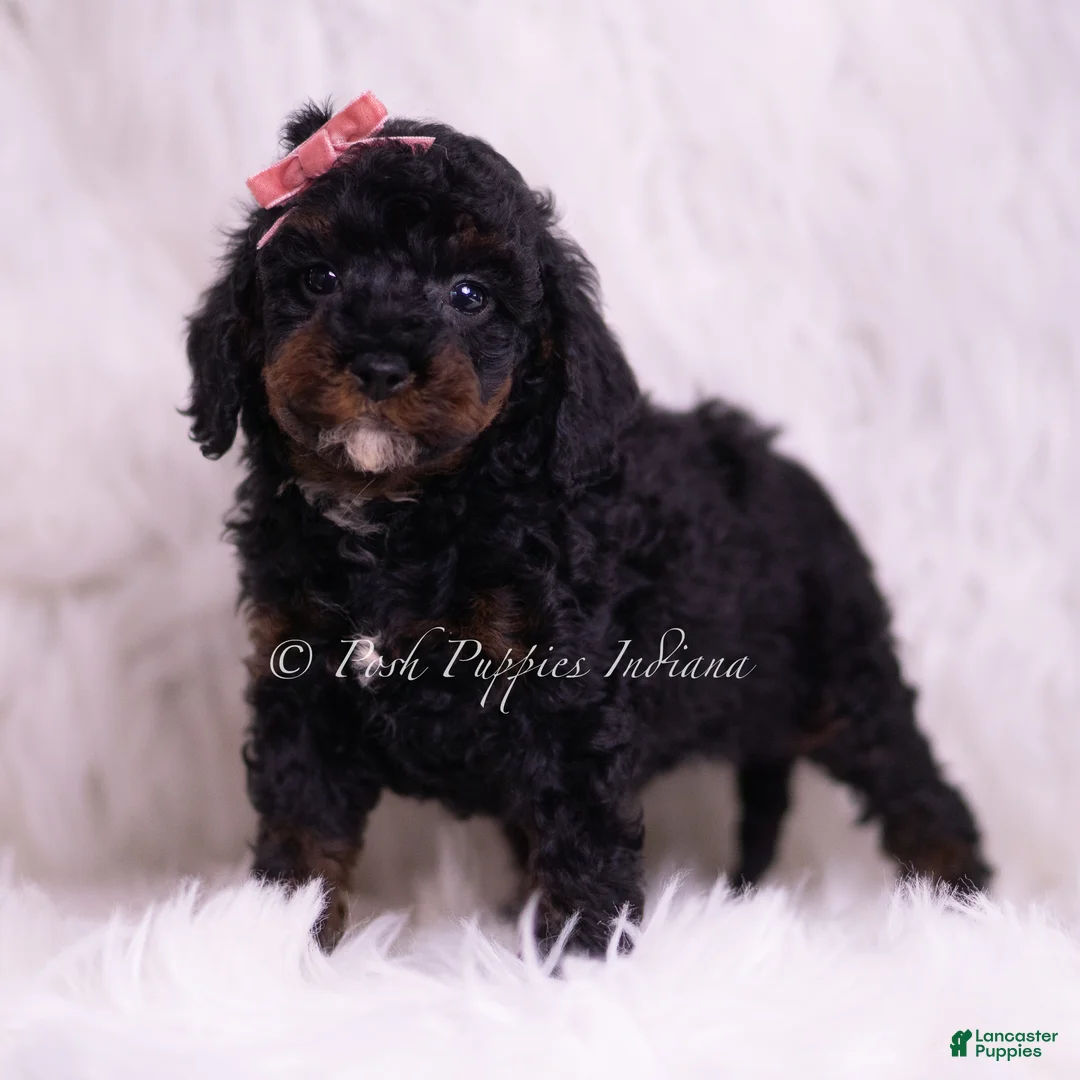 Toy Poodle dogs for sale: Maria - Ad 5