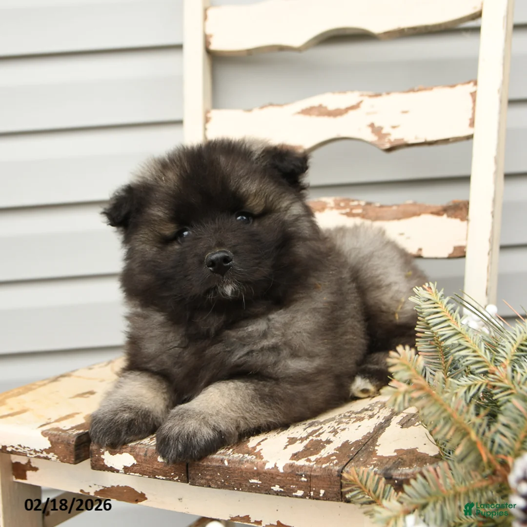 Keeshond dogs for sale: Captain - Ad 2