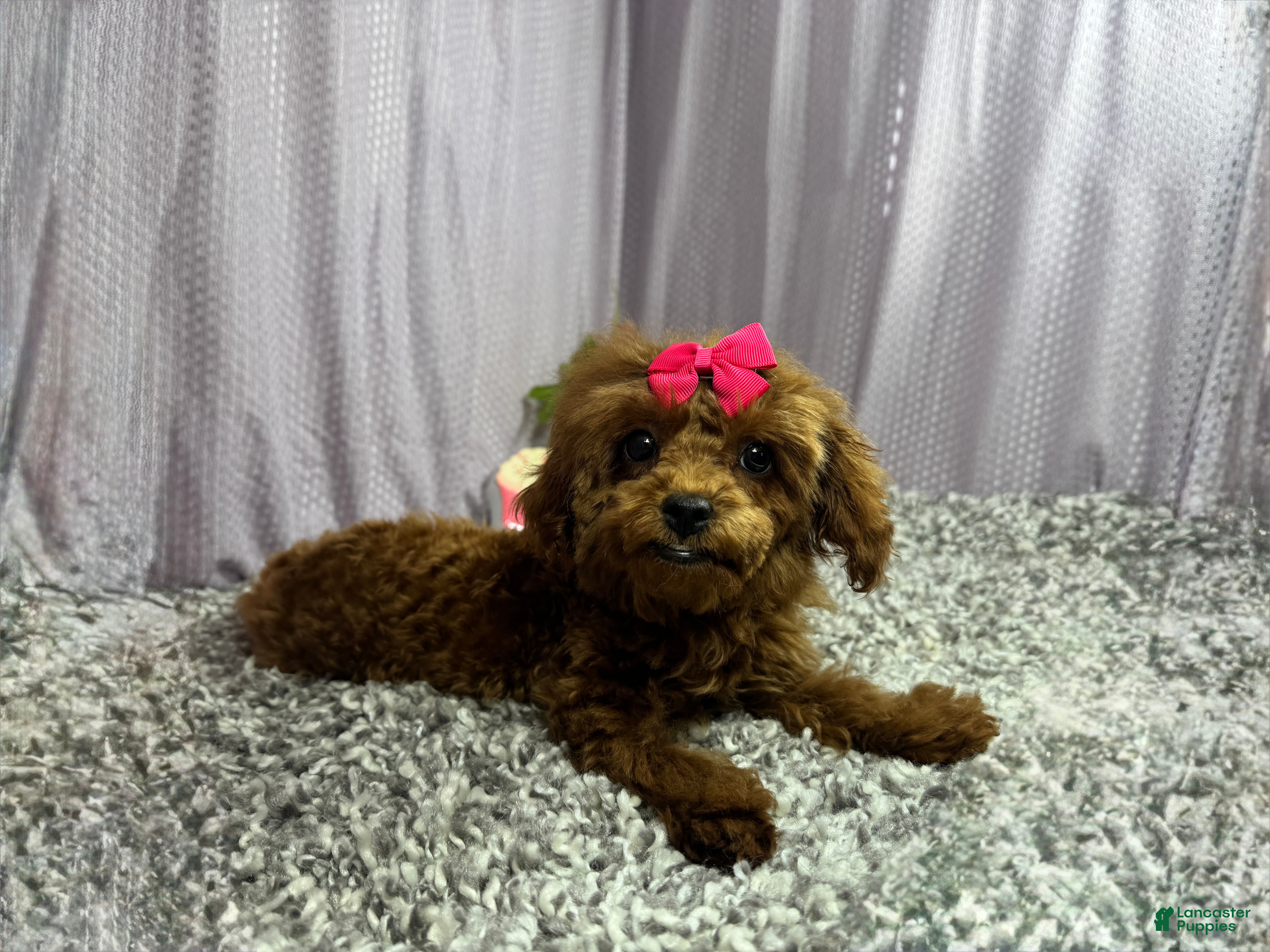 Toy Poodle dogs Toy Poodle 1 - Ad 42