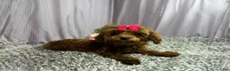 Toy Poodle dogs for sale: Toy Poodle 1 - Ad 1