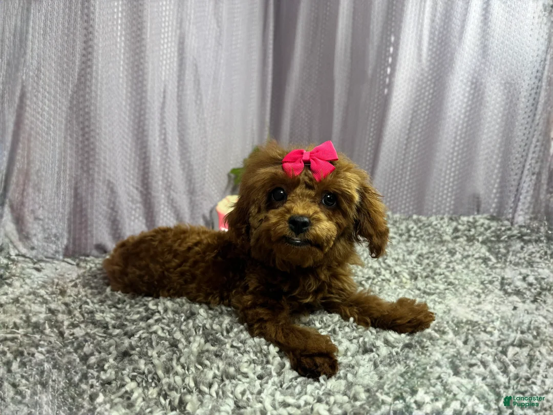 Toy Poodle dogs for sale: Toy Poodle 1 - Ad 1