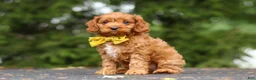 Cavapoo dogs for sale: Jagger - Ad 6