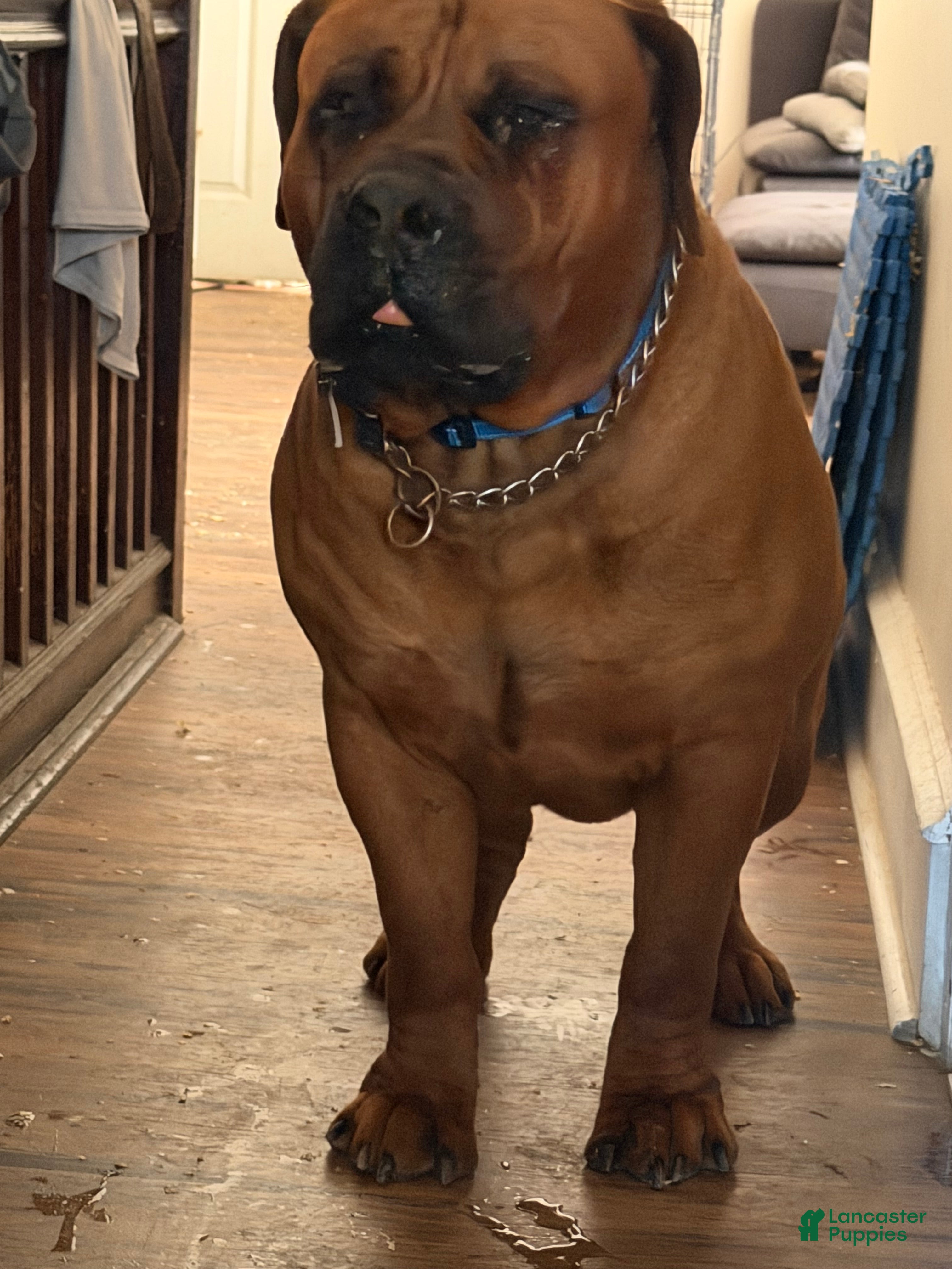 Whispering creek Thor 