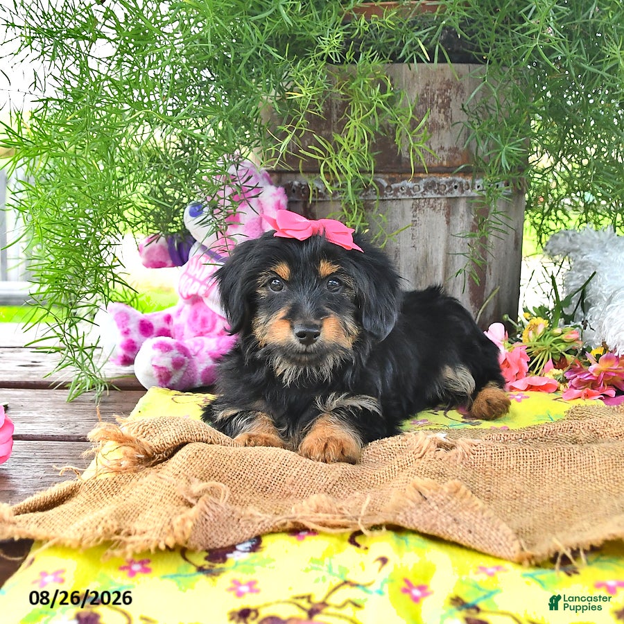 Yorkshire Terrier dogs Tabitha - Ad 2