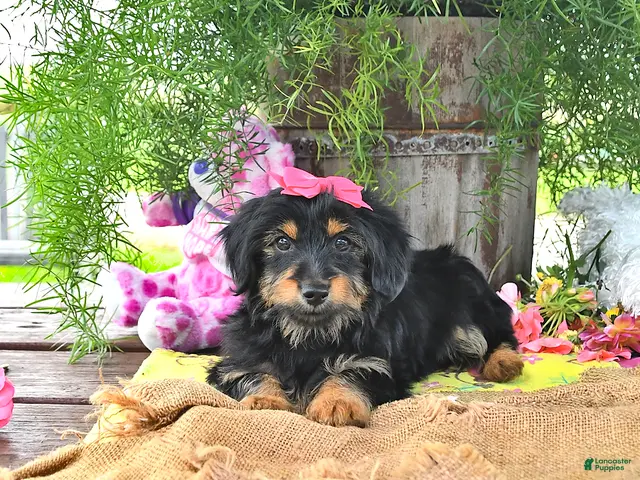 Dorkie dogs for sale: Tabitha - Ad 2
