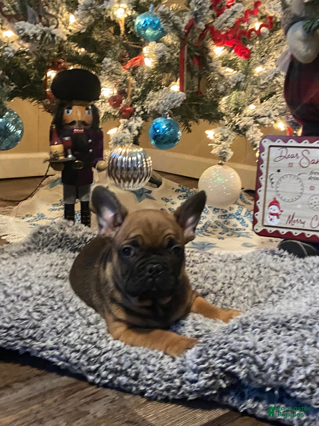 French Bulldog dogs for sale: Gus - Ad 1