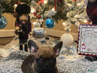French Bulldog dogs Gus - Ad 18