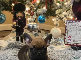 French Bulldog dogs Gus - Ad 1
