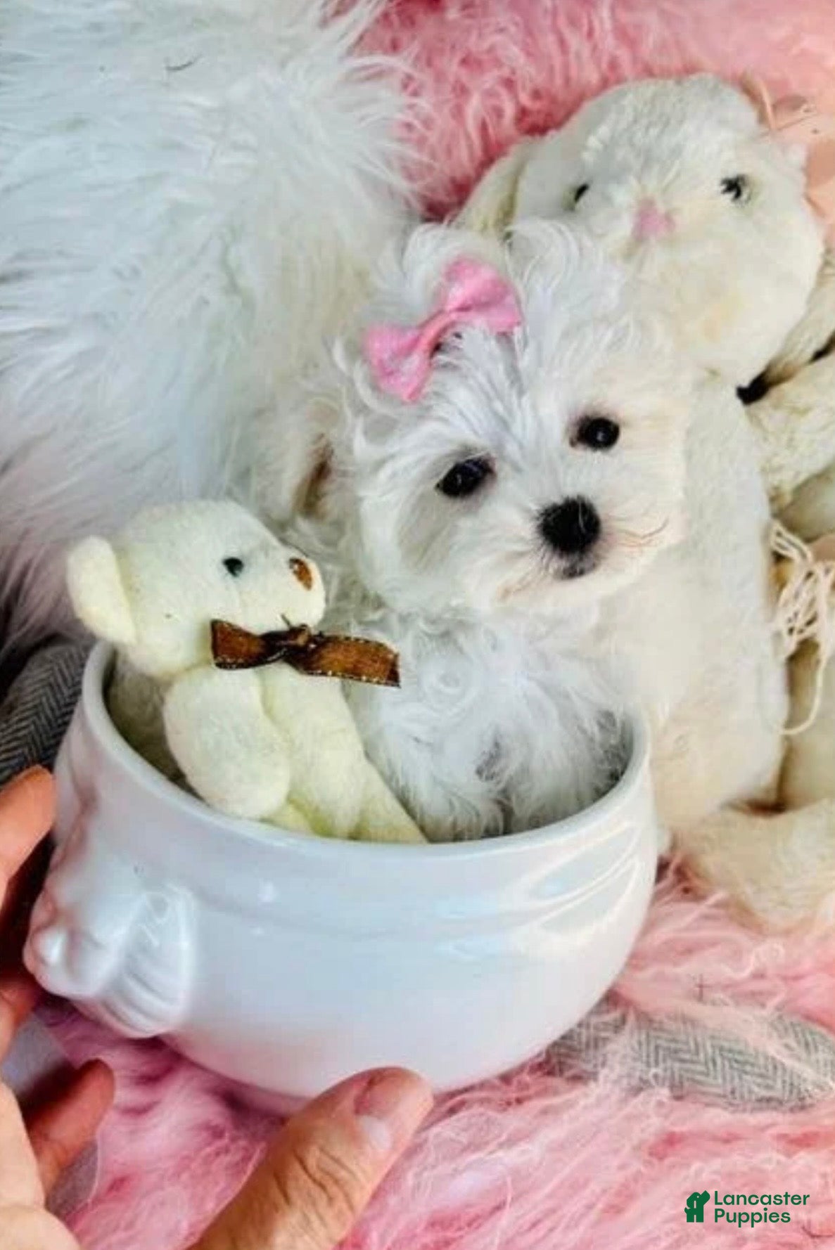 Maltese