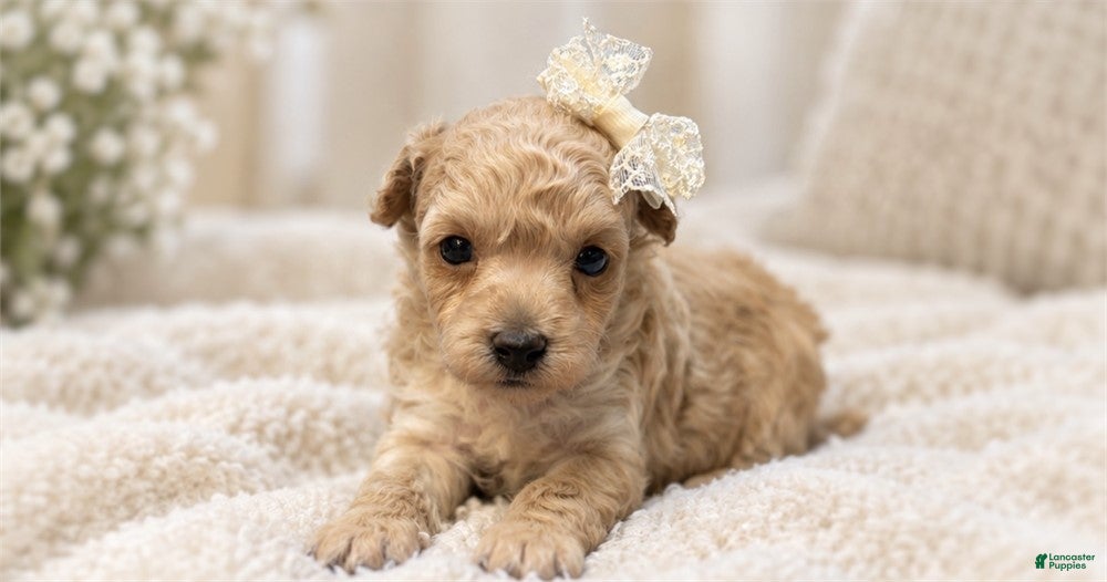 Toy Poodle dogs Toy Poodle 1 - Ad 1