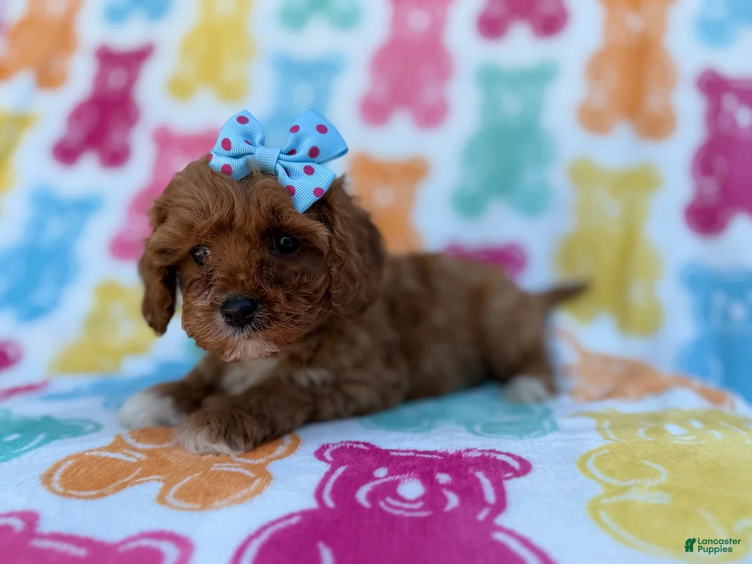 Cavapoo dogs for sale: Nova - Ad 2