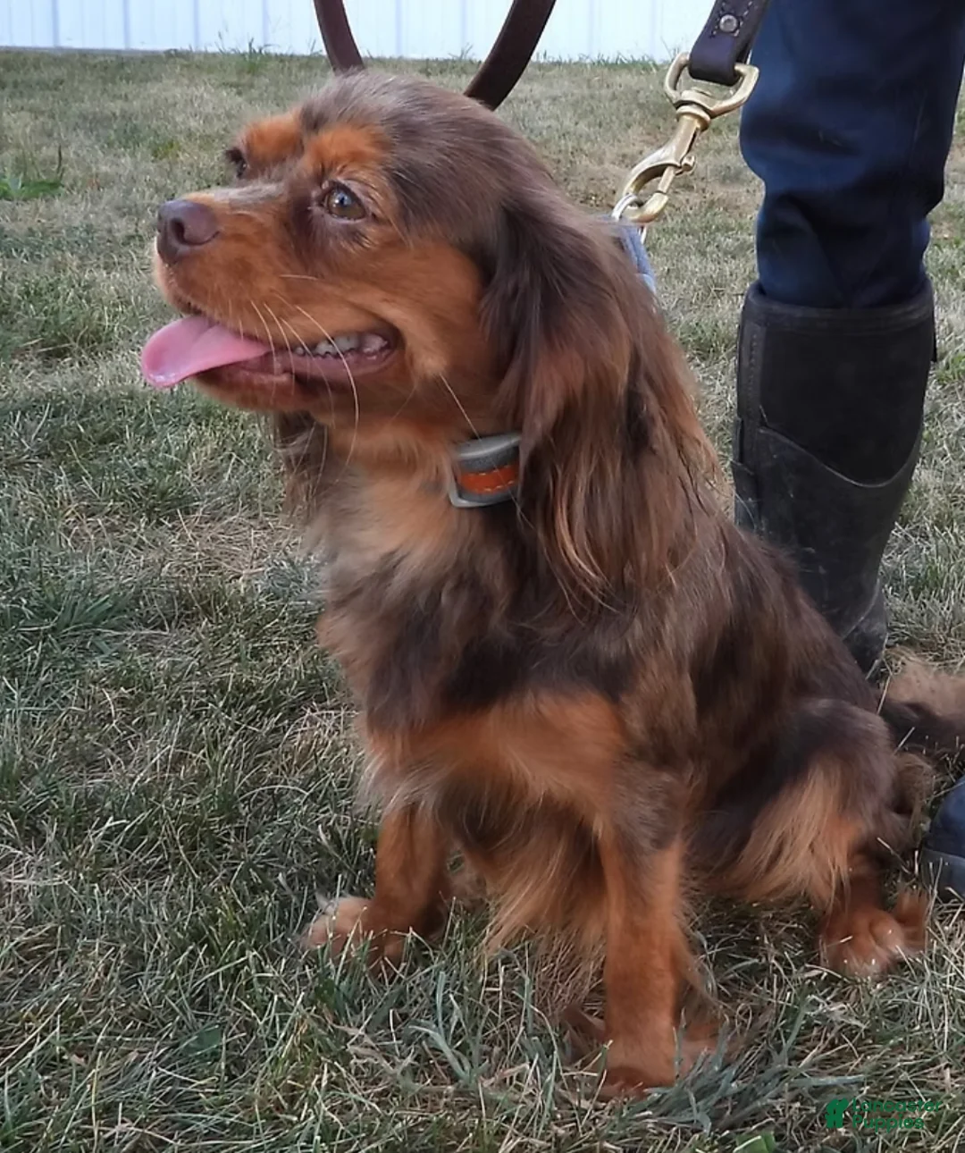 Cavapoo dogs for sale: Tina's #3 Male - Ad 7