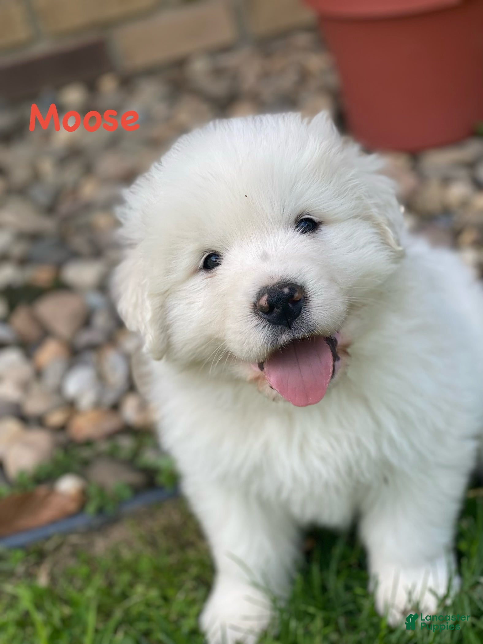 Great Pyrenees dogs Moose - Ad 24