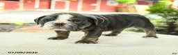 English Bulldog dogs for sale: Vivienne - Ad 5