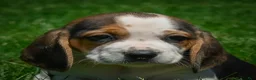 Beagle dogs for sale: Nicky - Ad 1