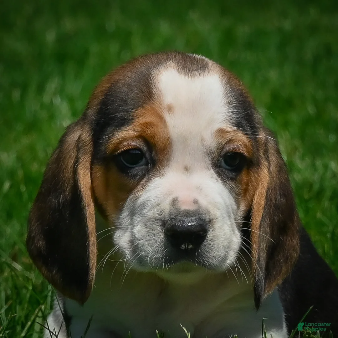 Beagle dogs for sale: Nicky - Ad 1