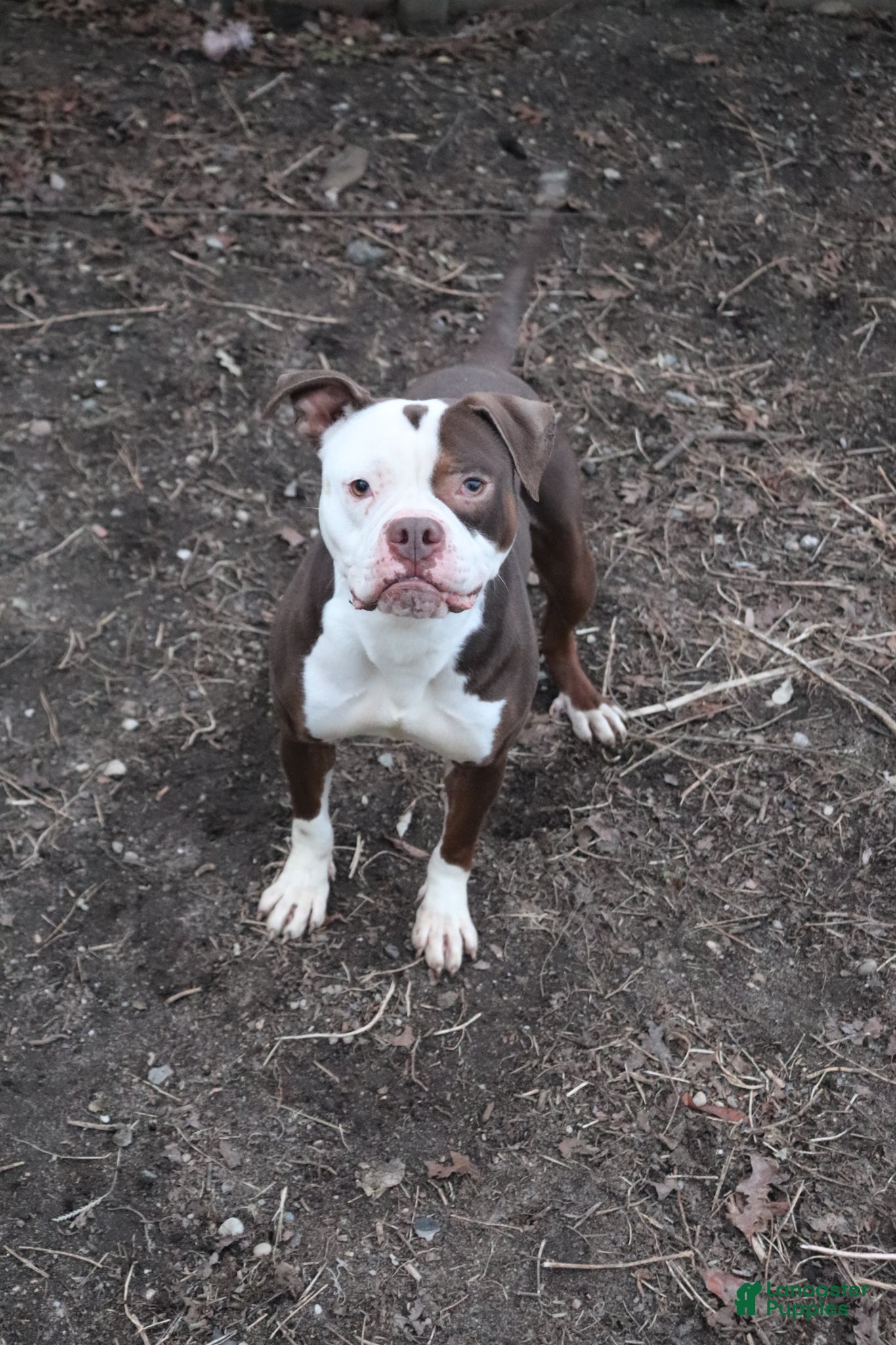 American Bully dogs for sale: Luke Skywalker - Ad 2