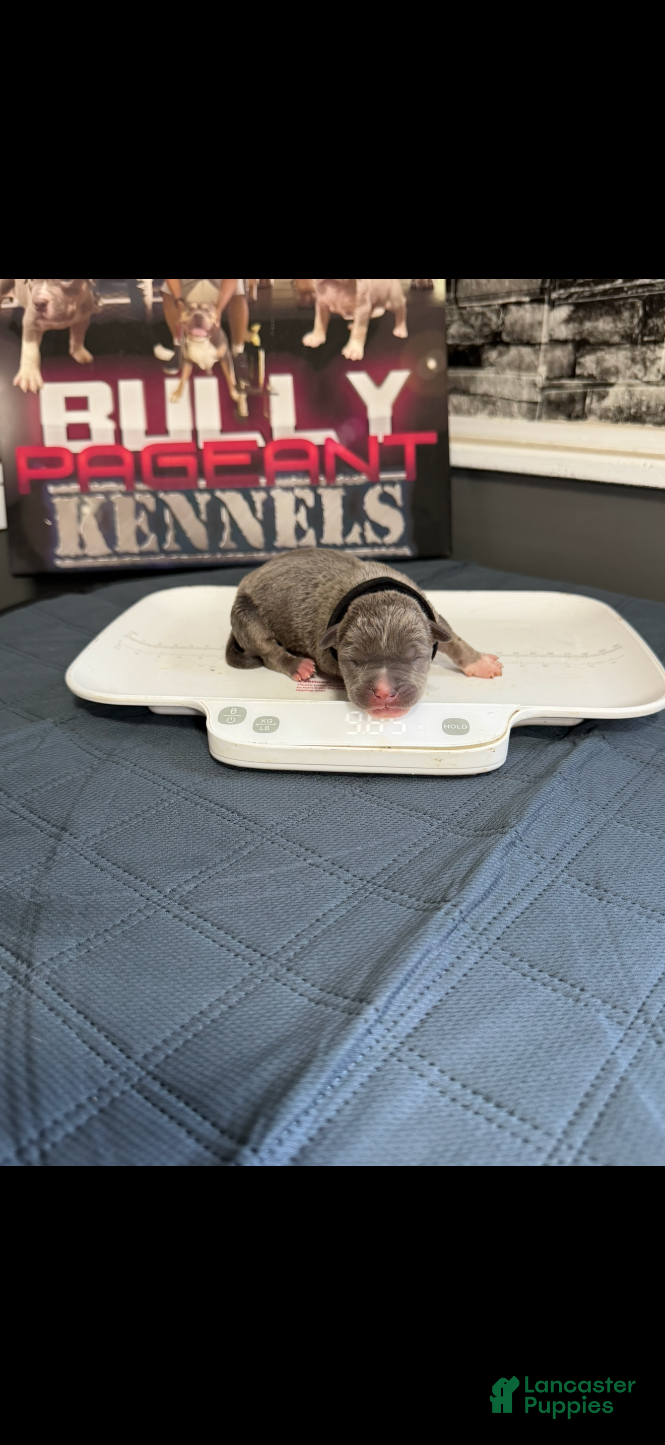 American Bully dogs Batman - Ad 1