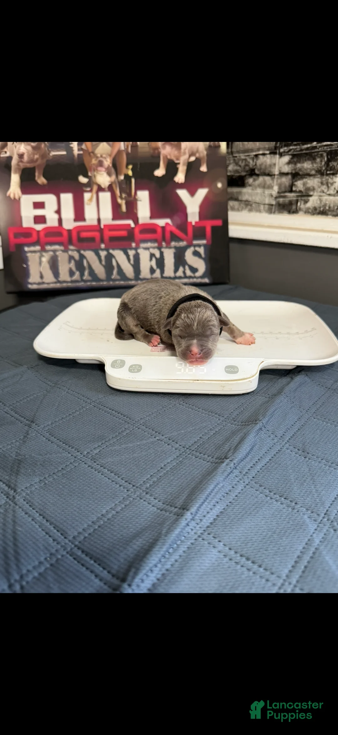American Bully dogs for sale: Batman - Ad 1