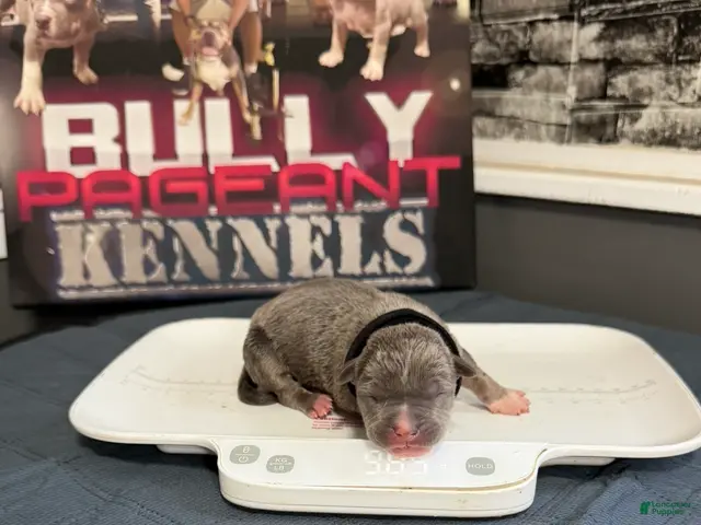 American Bully dogs for sale: Batman - Ad 1