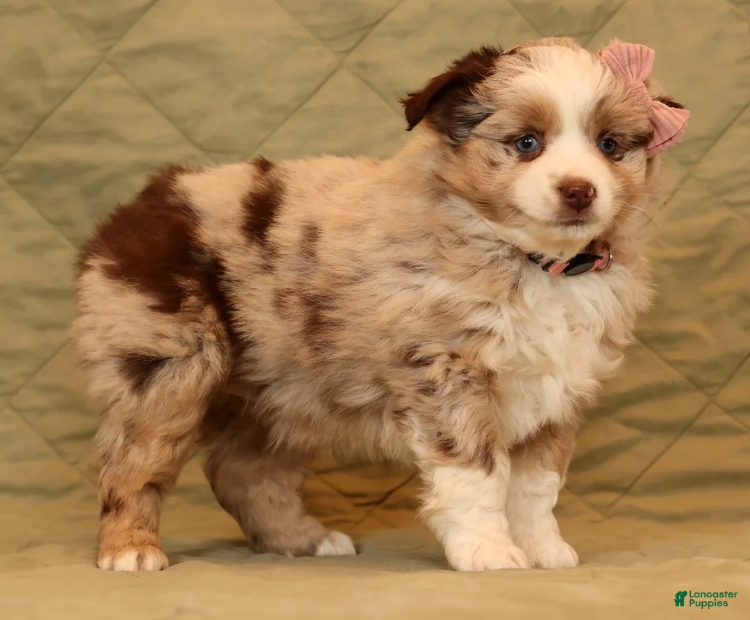 Miniature Australian Shepherd dogs for sale: Callie - Ad 7