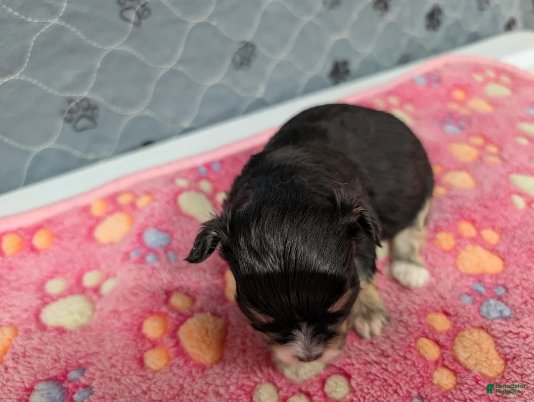 Chihuahua dogs for sale: Beatrice - Ad 5
