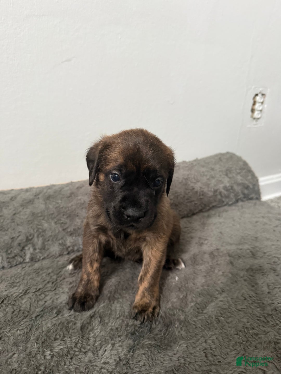 English Mastiff dogs for sale: English Mastiff Puppy 8 - Ad 1