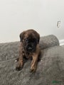 English Mastiff Puppy 8