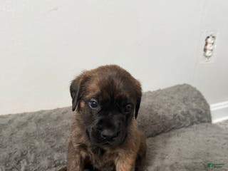 English Mastiff dogs English Mastiff Puppy 8 - Ad 34