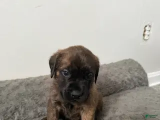 English Mastiff dogs English Mastiff Puppy 8 - Ad 33