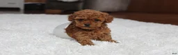 Toy Poodle dogs for sale: Teacup Aubrey - Ad 7