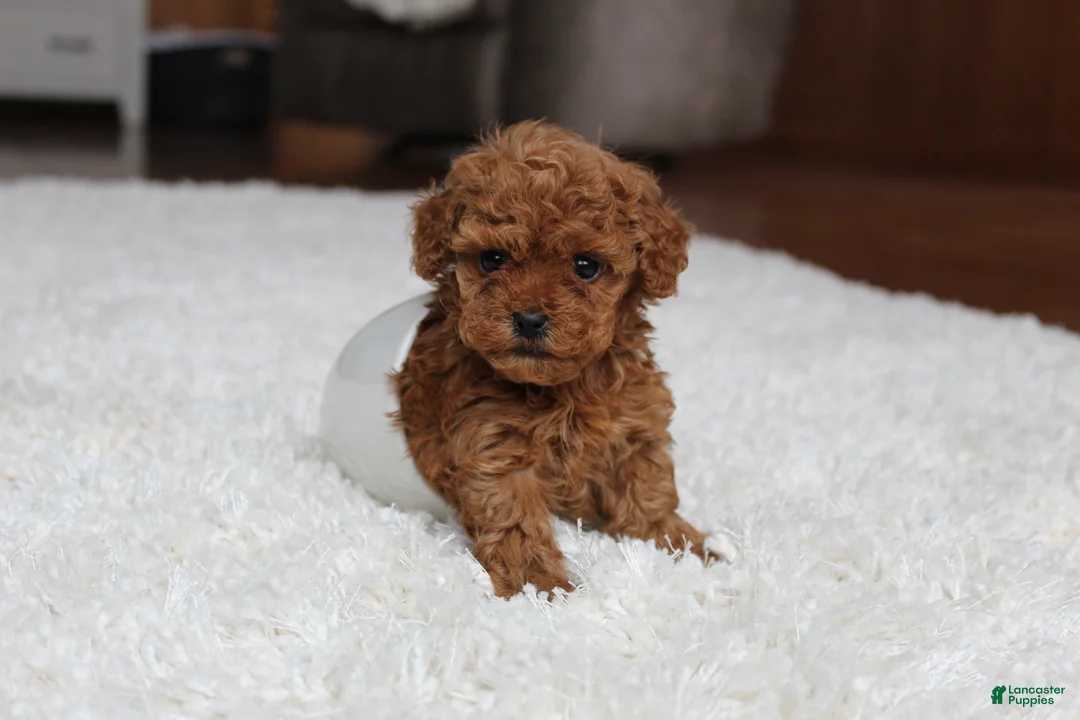 Toy Poodle dogs for sale: Teacup Aubrey - Ad 7
