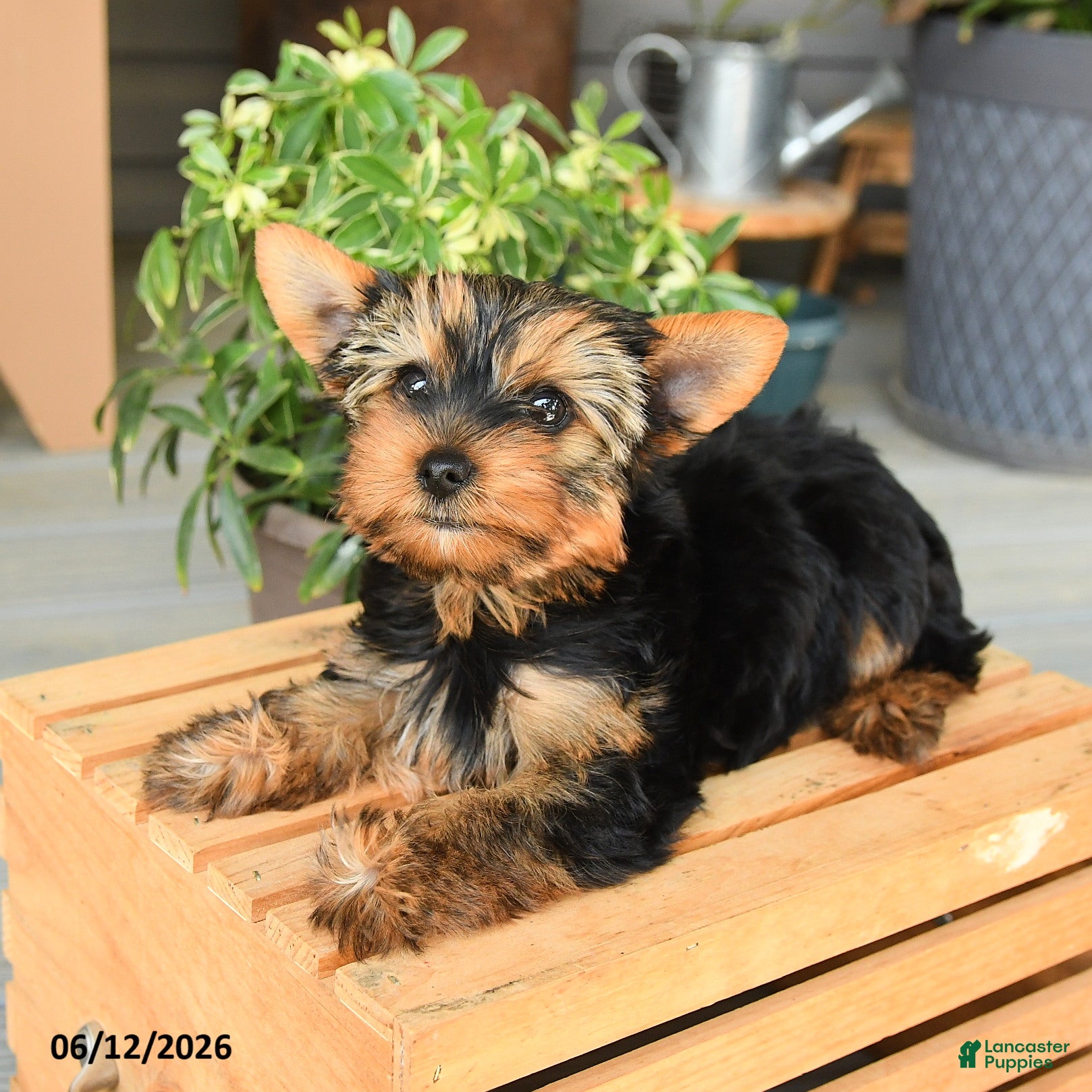 Yorkshire Terrier dogs Dancer - Ad 2