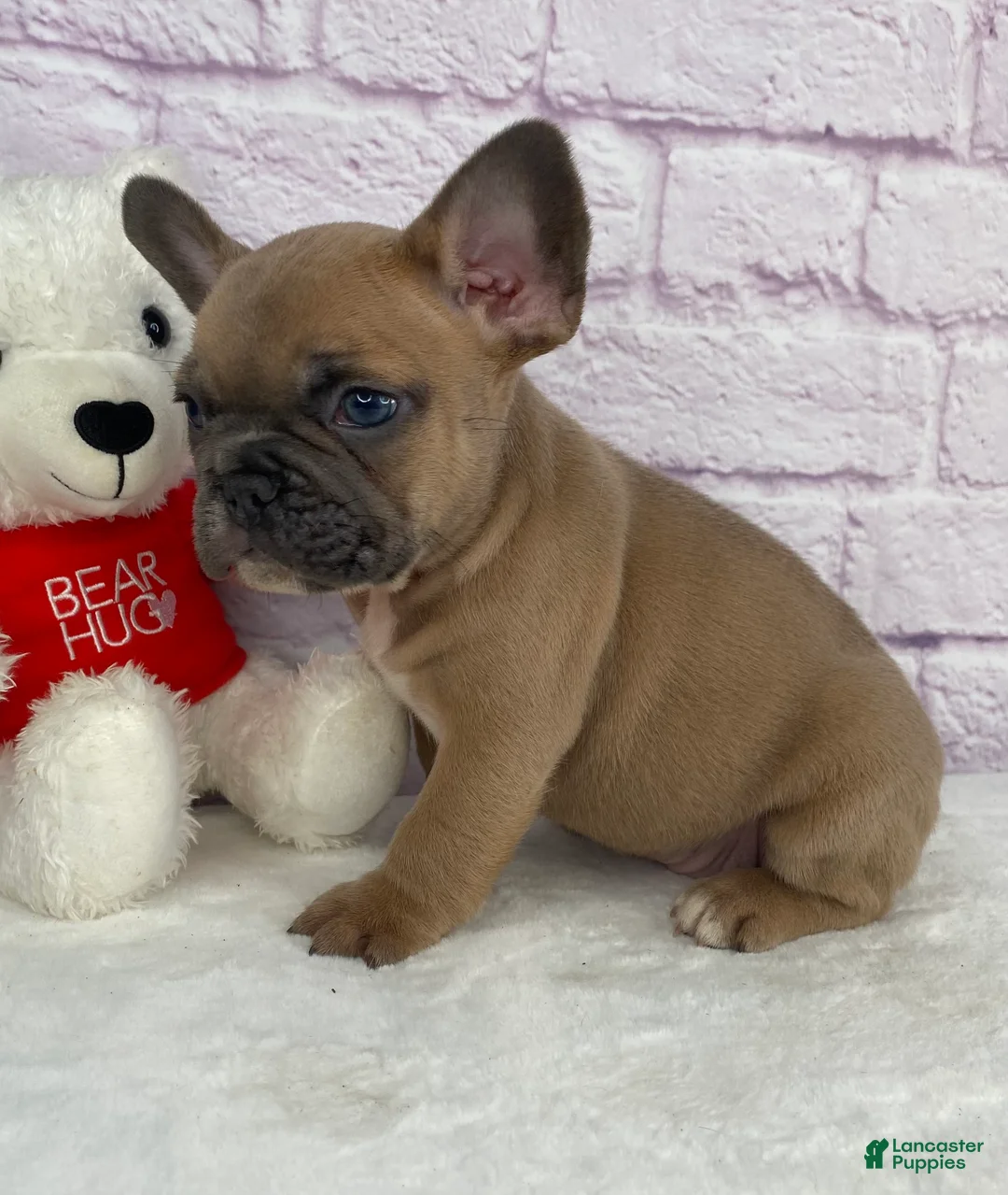 French Bulldog dogs for sale: Bently - Ad 4