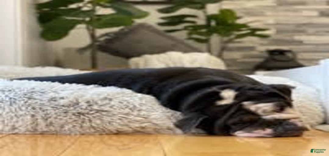 Gallery Image {{count}}