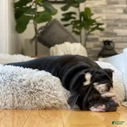 Gallery Image {{count}}