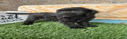 Mini Bernedoodle dogs for sale: Nina - Ad 3