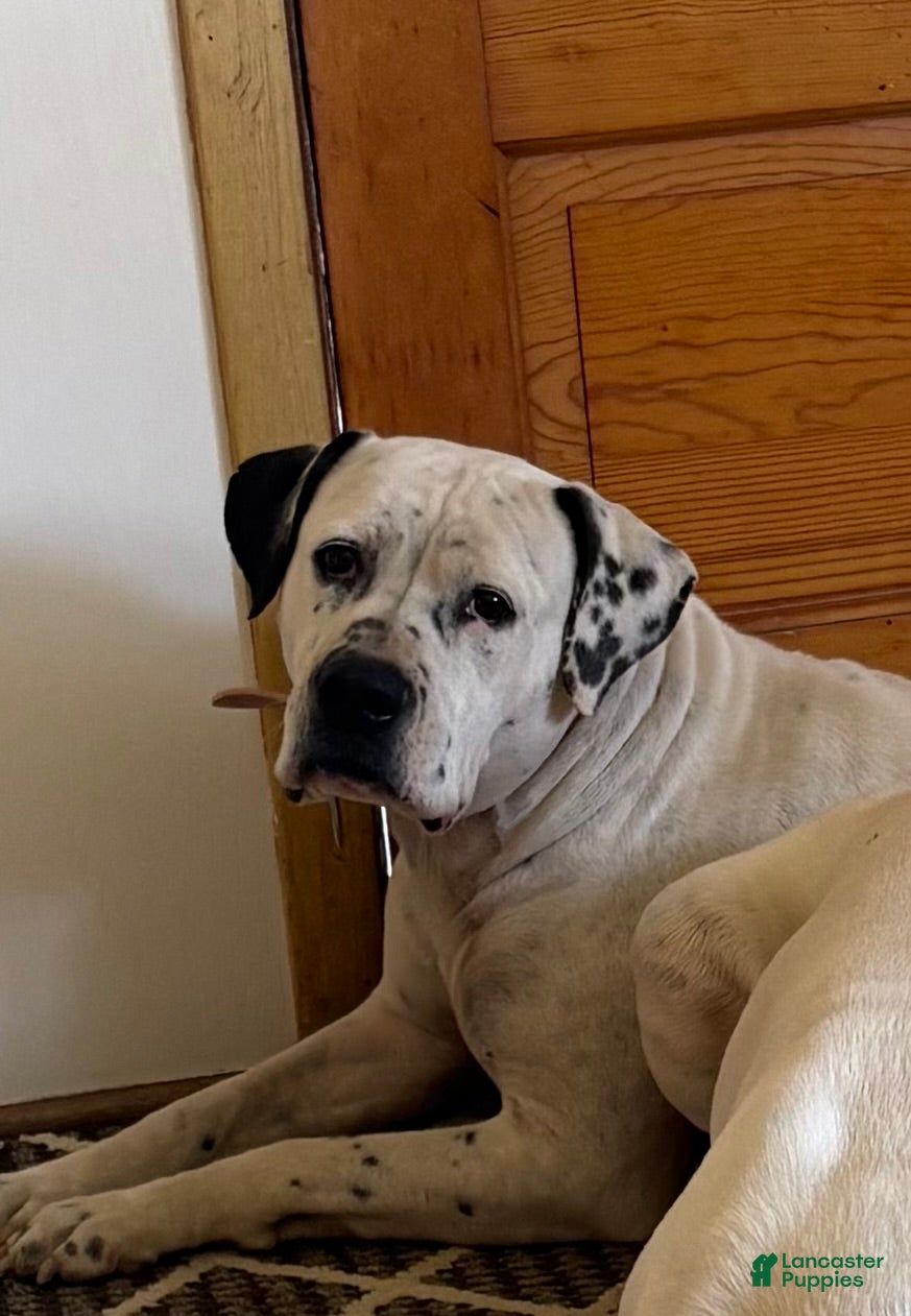 American Bulldog dogs Kiesha - Ad 14